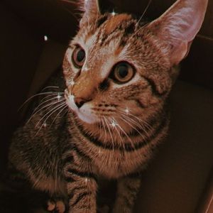 Meet your Posher, Avalyn